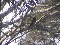 Hooded Berryeater - Carpornis cucullatus