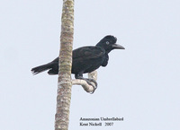 Amazonian Umbrellabird - Cephalopterus ornatus