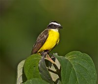 Rusty-margined Flycatcher - Myiozetetes cayanensis