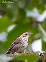 Puff-throated Babbler - Pellorneum ruficeps