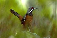 Rufous Rock-jumper - Chaetops frenatus