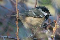 Coal Tit - Periparus ater