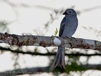 Ashy Drongo - Dicrurus leucophaeus