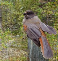 Siberian Jay - Perisoreus infaustus