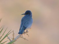 Pinyon Jay - Gymnorhinus cyanocephalus