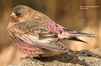 Brown-capped Rosy-Finch - Leucosticte australis