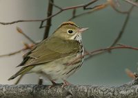 Ovenbird - Seiurus aurocapilla