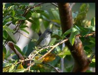 Streaked Saltator - Saltator striatipectus