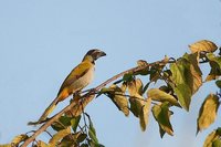 Black-headed Saltator - Saltator atriceps