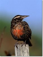 Long-tailed Meadowlark - Sturnella loyca