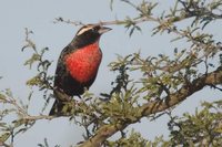 White-browed Blackbird - Sturnella superciliaris