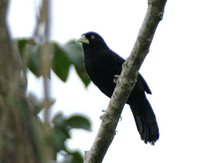 Yellow-billed Cacique - Amblycercus holosericeus