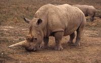 White Rhinoceros (Ceratotherium simum) Status: Lower Risk