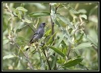 Band-tailed Seedeater