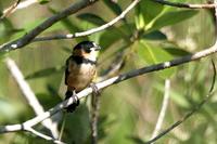 Rusty-collared  seedeater   -   Sporophila  collaris   -