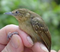 brown-bellied antwren, female