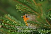European Robin Erithacus rubecula stock photo