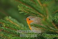 European Robin Erithacus rubecula stock photo