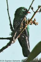 Asian Emerald Cuckoo