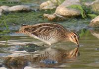 Common Snipe Gallinago gallinago 꺅도요