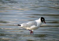 Relict Gull 고대갈메기 Kang-reung, Korea.  2002. 4. 13.