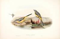 Richter after Gould Grey Wagtail (winter plumage) (Calobates sulphurea)
