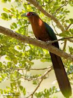 Chestnut-breasted Malkoha Phaenicophaeus curvirostris