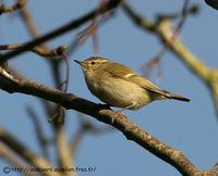 Pouillot de Hume (Phylloscopus humei)