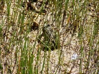 Photo by Tyler Abbott Wyoming toad released under the Safe Harbor Agreement