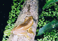 : Afrixalus fornasini; Fornasini's Leaf-folding Frog