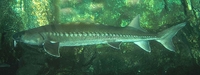 Shortnose Sturgeon Acipenser brevirostrum