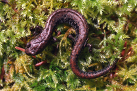 : Batrachoseps wrightorum; Oregon Slender Salamander