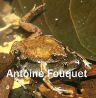 : Chiasmocleis shudikarensis; Chiasmocle de Shudikar