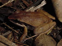 : Eleutherodactylus dimidiatus