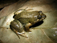 : Leptodactylus melanonotus