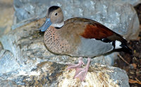 : Callonetta leucophrys; Ringed Teal