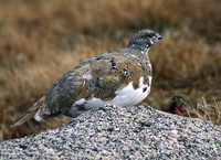 : Lagopus leucura; White-tailed Ptarmigan