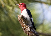 : Melanerpes erythrocephalus; Red-headed Woodpecker