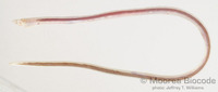 : Callechelys catostoma