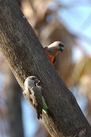 : Neophema chrysogaster; Orange Bellied Parrot