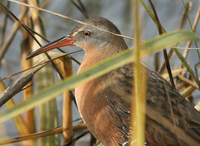 : Rallus limicola; Virginia Rail