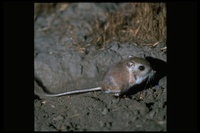 : Dipodomys nitratoides exilis; Fresno Kangaroo Rat