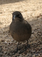 : Toxostoma redivivum; California Thrasher