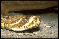 : Crotalus adamanteus; Eastern Diamondback Rattlesnake