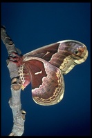 : Callosamia promethea; Spice-bush Silk moth