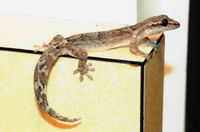 : Lepidodactylus lugubris; Mourning Gecko