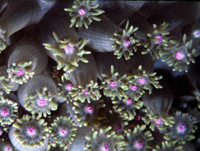: Goniopora lobata