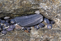 : Haliotis cracherodii; Black Abalone;