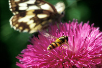 : Syrphus ribesii