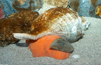 : Pleuroploca gigantea; Florida Horse Conch